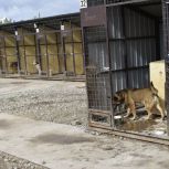 Активисты «Единой России» привезли помощь в центр защиты животных в Татарстане