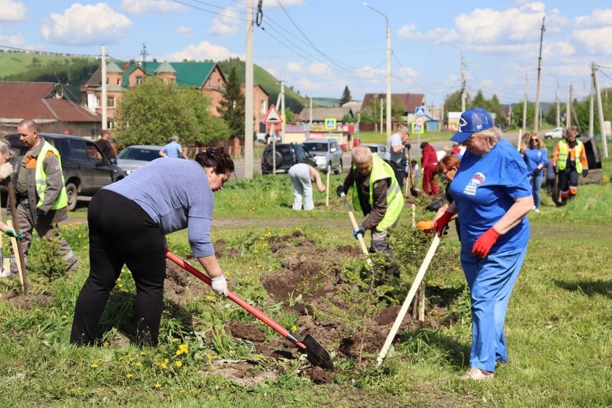 В Кузбассе единороссы высадили саженцы ели и кедра