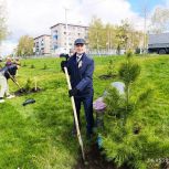 Кузбасские единороссы высадили кедры в честь 80-летия Победы