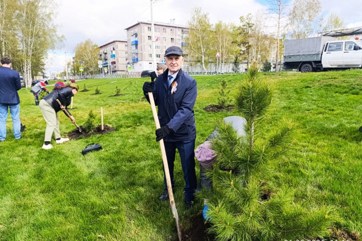 Кузбасские единороссы высадили кедры в честь 80-летия Победы