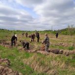 Более 58 тысяч саженцев высажено в Калининградской области в рамках народной программы «Единой России»