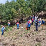 В Осинниках единороссы высадили саженцы сосны