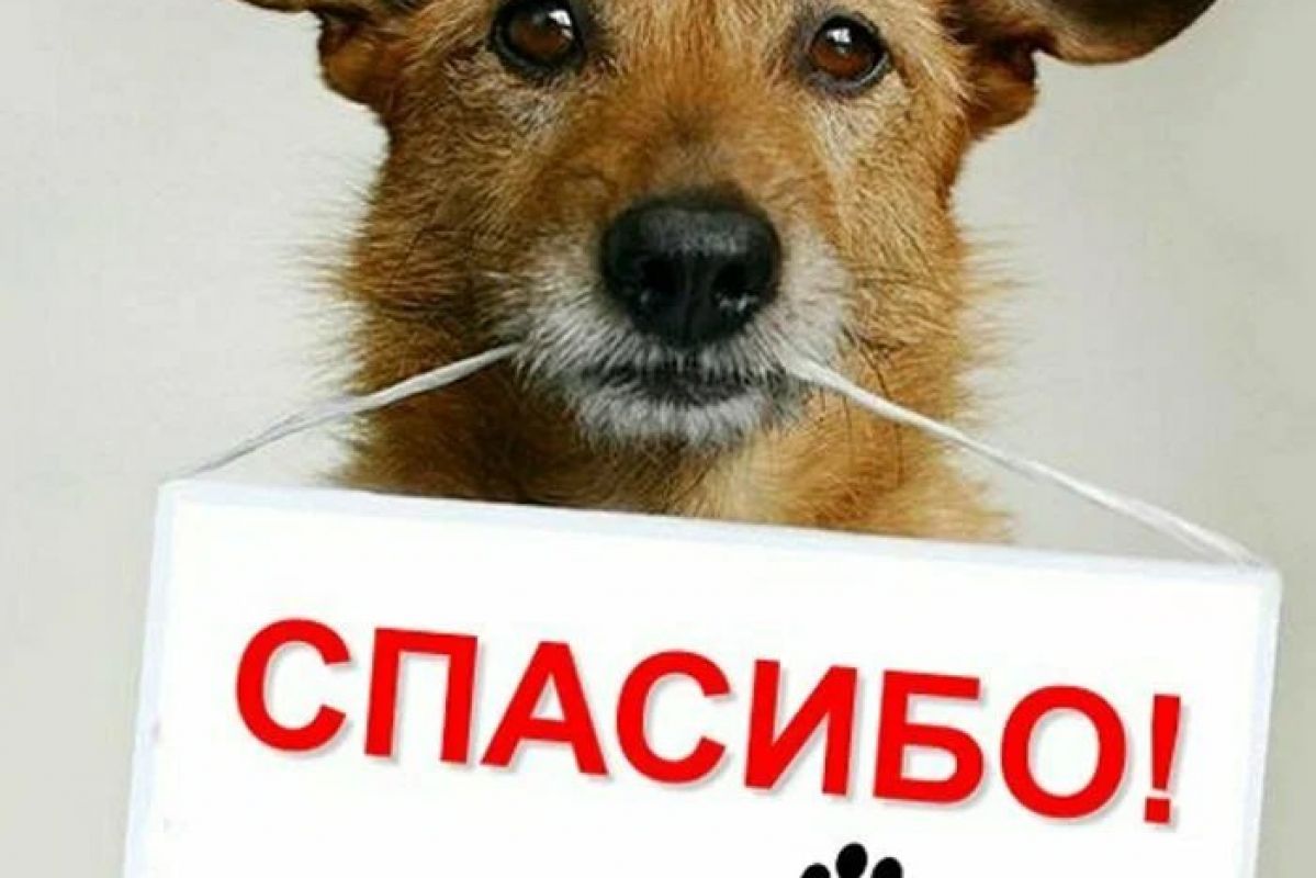 «Единая Россия» помогает бездомным животным Курска
