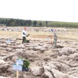 В Кольчугинском районе высадили геоглиф к 80-летию Победы