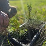 В Республике Башкортостан продолжается акция «Аллея памяти»