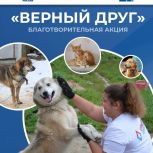 Благотворительная акция «Верный друг»: сбор помощи приютам для животных стартовал в Ивановской области
