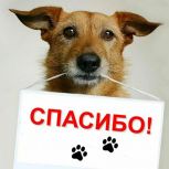 «Единая Россия» помогает бездомным животным Курска
