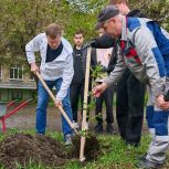 В школе Тракторозаводского района расцвёл «Сад памяти»