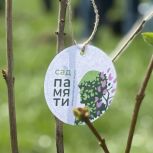 Акция «Сад Памяти» объединила неравнодушных костромичей