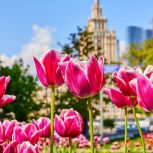 Мэр Москвы поздравил жителей столицы с Праздником Весны и Труда