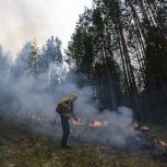 Денис Паслер призвал жителей Свердловской области беречь лес от огня