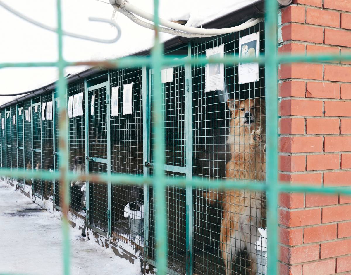 Активисты организовали в Сокольниках сбор помощи для бездомных животных из  приютов