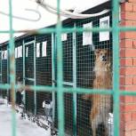 Активисты организовали в Сокольниках сбор помощи для бездомных животных из приютов