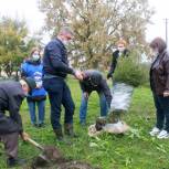 В аллее Победы Абинского района появились новые можжевельники