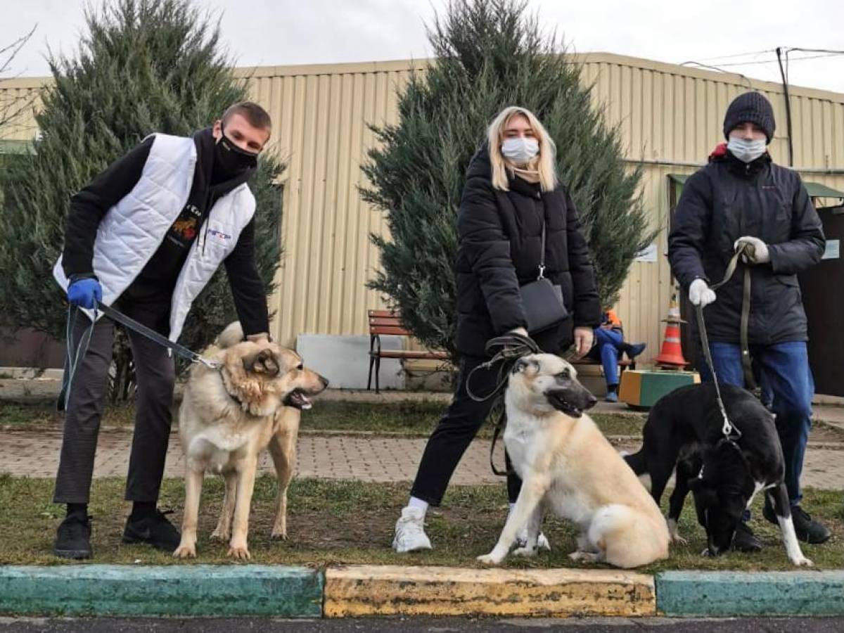 Кожуховский приют. Собаки Кожуховского приюта. Кожуховский приют для бездомных животных. Кожуховский приют для собак с Кожуховского приюта. Волонтеры приюта Москва.