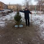 Южноуральск: депутаты решают вопросы освещения дворов и озеленения территории хвойными растениями