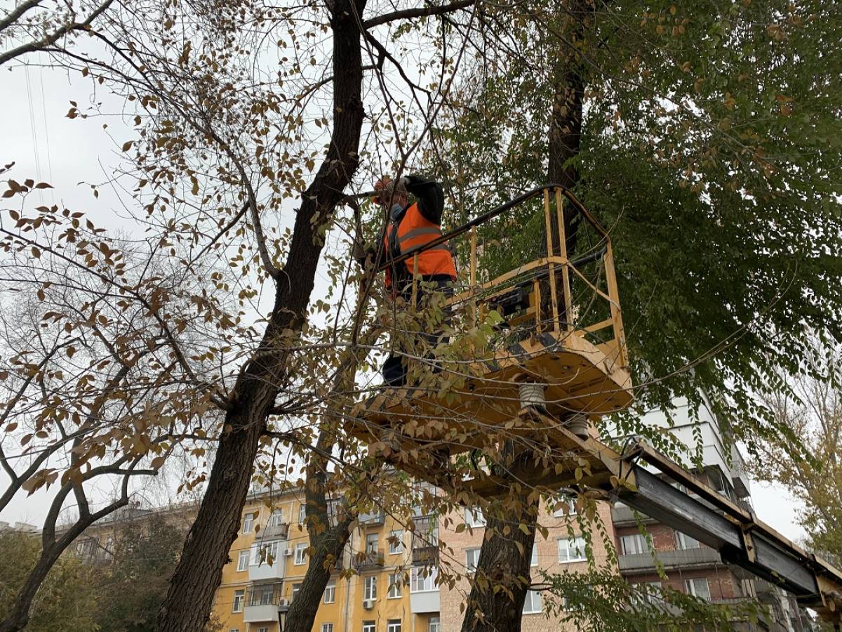 Деревья в самаре. Деревья Самары. Дерево Самара фото.