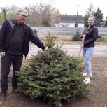 В ставропольском селе появилась еловая аллея