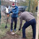 В Прикубанском округе Краснодара высадили новую  аллею