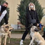Волонтеры передали в Кожуховский приют в Москве корм для бездомных животных