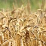 По сбору зерна и сахарной свеклы Воронежская область входит в число аграрных лидеров страны