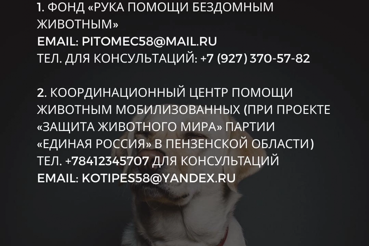 Анна Рудакова рассказала, как помочь животным во время мобилизации их  владельцев