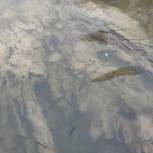 Игорь Седых направил в надзорные ведомства обращения по проверке ситуации с загрязнением реки Алатырь в Починковском муниципальном округе