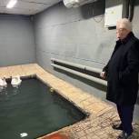 В Подмосковье активисты «Единой России» помогли устроить на зимовку лебедей из Солмановского пруда