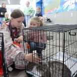 По партпроекту «Защита животного мира» в Волгограде прошла выставка-ярмарка бездомных животных