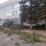 Активисты «Единой России» убрали поваленные деревья в новокузнецкой школе