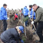 При поддержке «Единой России» в Луганске высадили более 3 тысяч сосен