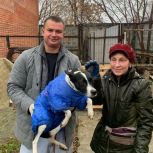 Помощь от «Единой России»: депутат Андрей Присяжных спас собак от зимних холодов