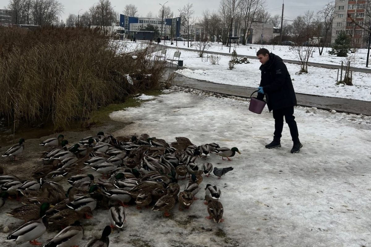 Обработка уток от паразитов в Великом Новгороде в рамках партийного проекта завершена