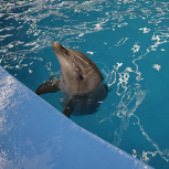 «Единая Россия» организовала поездку детей с ОВЗ в нижегородский дельфинарий