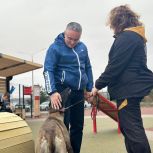 В Калуге при поддержке партии «Единая Россия» обновили площадку для тренировок собак