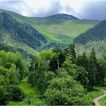 Более 120 га леса восстановили в КЧР за год