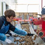 В Талдомском округе с начала 2025 года фермерам выделили более 58 млн рублей субсидий