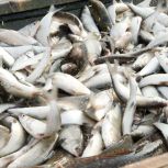 За 9 месяцев этого года на Ямале выловили более 7 тонн рыбы