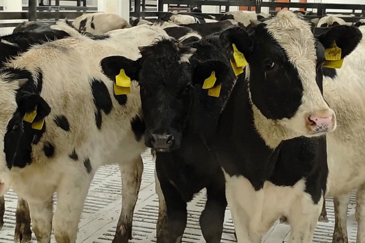 В Устьянском округе завершается строительство нового животноводческого комплекса