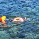 В Севастополе при поддержке «Единой России» состоялись соревнования по зимнему плаванию
