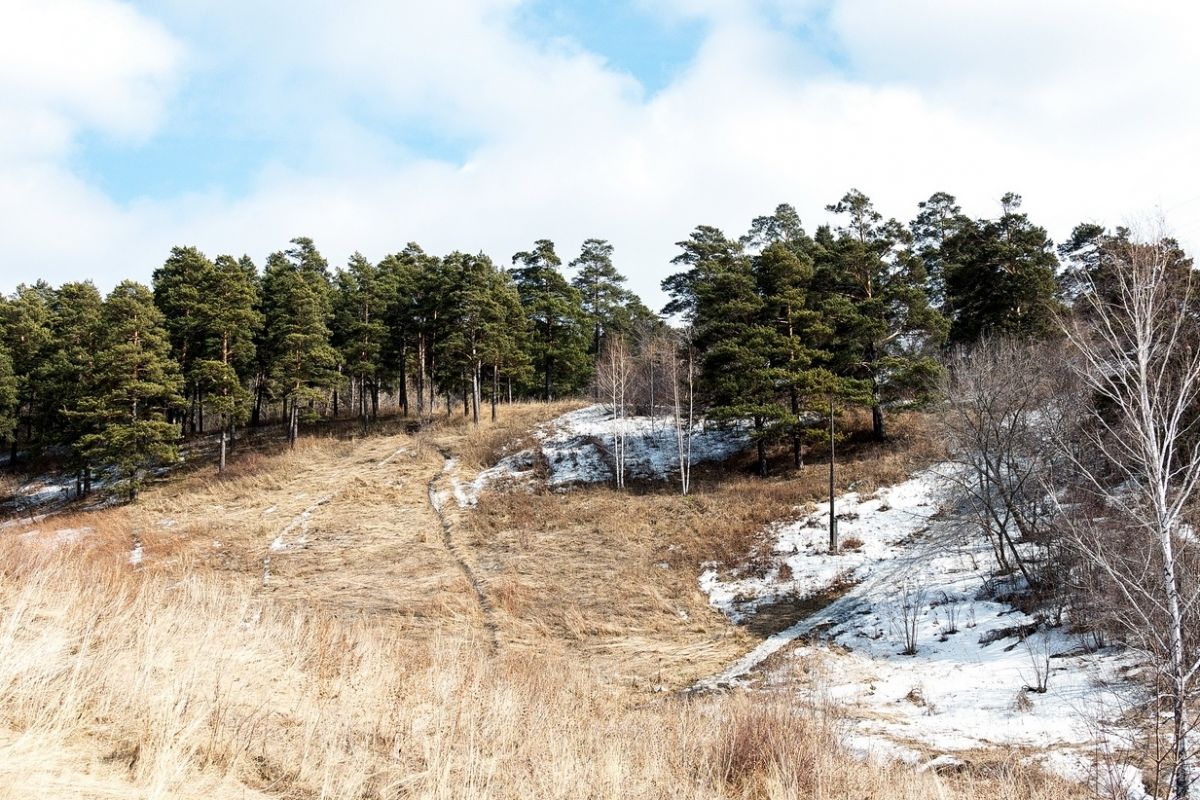 Кузбасские депутаты ввели штрафы за самовольную вырубку деревьев в черте города