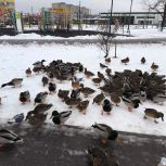 Обработка уток от паразитов в Великом Новгороде в рамках партийного проекта завершена