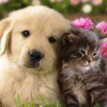 Комитет Госдумы поддержал законопроект «Единой России» о запрете продажи животных в зоомагазинах и на рынках