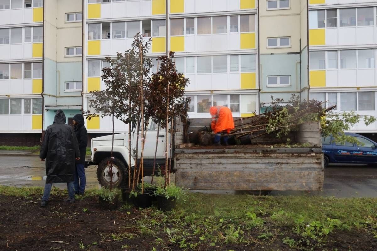 Северсталь» передала городу саженцы деревьев для посадки на улице Городецкой