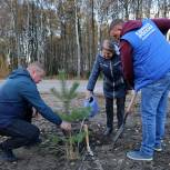 Луховицкие партийные активисты посадили 75 сосен в поселке Газопроводск