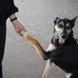 В Уссурийске «Единая Россия» поможет организовать уход за домашним животным мобилизованных граждан