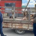 Активисты "Единой России" в Кизляре провели рейд по отлову бродячих собак