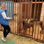 Единороссы оказали помощь центру для бездомных животных «Право на жизнь»