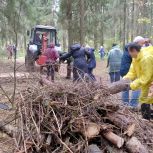 Красногорск присоединился к федеральному проекту «Чистый лес»