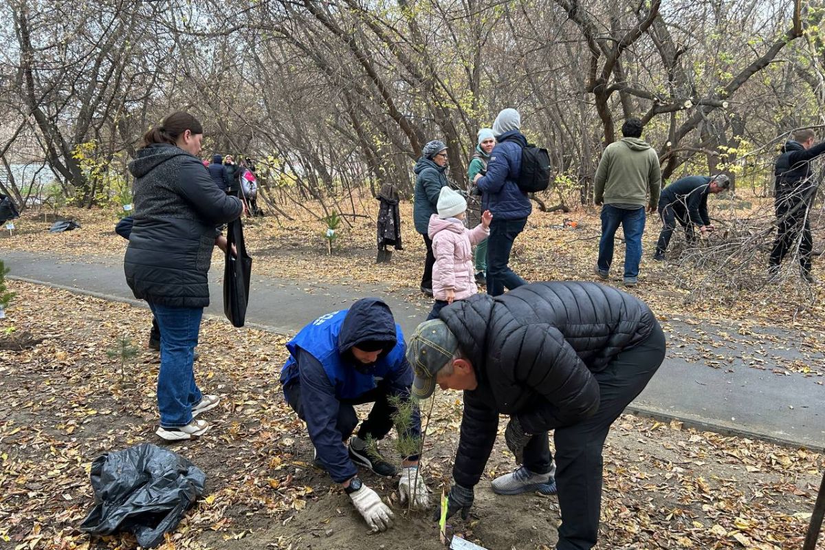 В Новосибирске активисты «Единой России» высадили сосны в память героев СВО